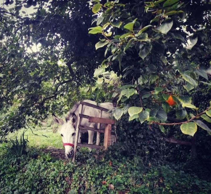 La Casa Di Mo Vila Albisola Superiore Exterior foto